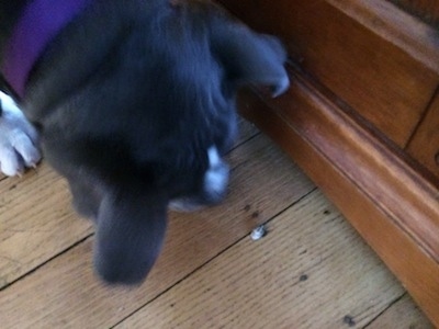 A blue nose American Bully Pit puppy is looking down at a stink bug on a hardwood floor.
